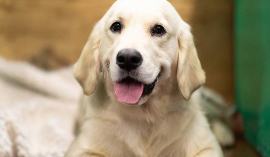 Woman presenting a dog