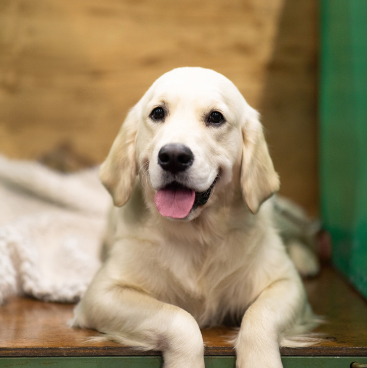 Woman presenting a dog
